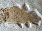 tampilan-fosil-ikan-purba-yang-akan-dilelang.jpg