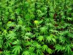 tanaman-ganja_20161010_231507.jpg