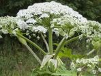 tanaman-giant-hogweed_20180704_212457.jpg
