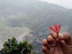 tanaman-manarasa.jpg