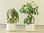 tanaman_20180511_110852.jpg