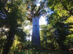 tane-mahuta_20180801_185801.jpg