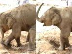 tangkap-layar-video-bayi-gajah-mandi-lumpur.jpg