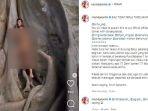 tangkap-layar-video-bule-berpose-di-pohon-keramat-di-bali.jpg
