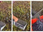tangkap-layar-video-cara-panen-blueberry-yang-unik.jpg