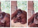 tangkap-layar-video-viral-orangutan-merokok-di-kebun-binatang-saigon.jpg