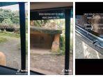 tangkap-layar-video-viral-singa-ngamuk-di-taman-safari-gigit-mobil-wisatawan-hingga-bolong.jpg