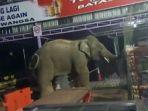 tangkapan-layar-gajah-yang-masuk-ke-pertokoan.jpg
