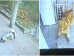 tangkapan-layar-pria-yang-pingsan-karena-dijatuhi-oleh-kucing.jpg