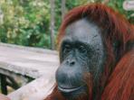 tanjung-puting_20160906_125855.jpg