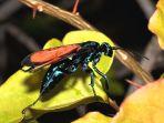 tarantula-hawk-satu-serangga-paling-berbahaya-di-dunia.jpg