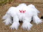 tarantula_20170826_142543.jpg