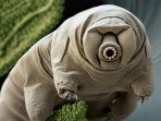 tardigrada_20171108_142032.jpg