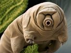 tardigrade_20170921_122125.jpg
