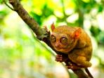 tarsius_20161021_225837.jpg