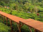 tea-bridge-agrowisata-gunung-mas.jpg