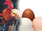 telur-dan-ayam_20181020_100648.jpg