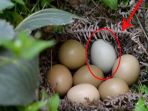telur_20170613_150754.jpg