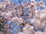tempat-terbaik-di-indonesia-untuk-menyaksikan-bunga-sakura.jpg