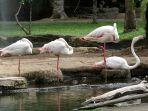 tempat-wisata-bali-bird-park.jpg