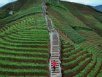 terasering-panyaweuyan-tempat-wisata-yang-lagi-hits-di-majalengka.jpg