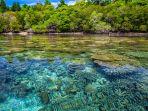 terumbu-karang-yang-terlihat-dari-dasar-laut.jpg