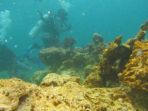 terumbu-karang_20170315_201626.jpg