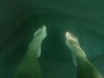 thalassophobia_20170801_192151.jpg