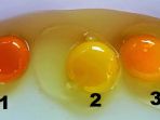 tiga-kuning-telur-yang-warnanya-berbeda_20180317_173826.jpg