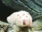 tikus-bambu-jsa.jpg