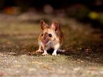 tikus-di-jalanan.jpg