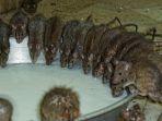 tikus-di-karni-mata-mandir.jpg