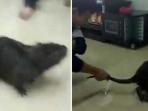 tikus_20161121_212527.jpg