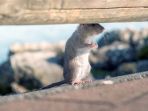tikus_20180412_102454.jpg