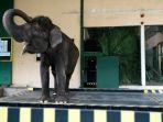 timbangan-gajah-di-taman-safari-prigen.jpg