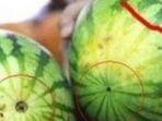 tips-memilih-semangka.jpg
