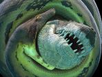 titanoboa_20170106_142126.jpg
