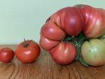 tomat-raksasa-smith.jpg