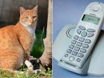 tommy-si-kucing_20180527_122148.jpg
