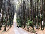 top-selfie-pinus-kragilan-magelang.jpg