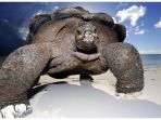 tortoise-kura-kura-raksasa_20181015_104847.jpg