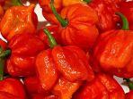 trinidad-scorpion-cabai-terpedas-di-dunia.jpg