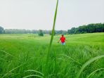 tsou-ma-lai-leisure-farm_20171003_170018.jpg