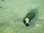 tubuh-anjing-laut-yang-dipenuhi-alga.jpg