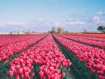 tulip-di-belanda_20170902_230003.jpg