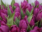 tulip-di-belanda_20181108_145939.jpg