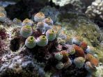 tunicate-atau-sea-squirt_20180202_201957.jpg