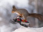 tupai-bermain-alat-ski-mini_20180201_162837.jpg