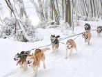 tur-kereta-luncur-anjing-huskys-howling.jpg