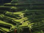 ubud-bali_20160810_151204.jpg
